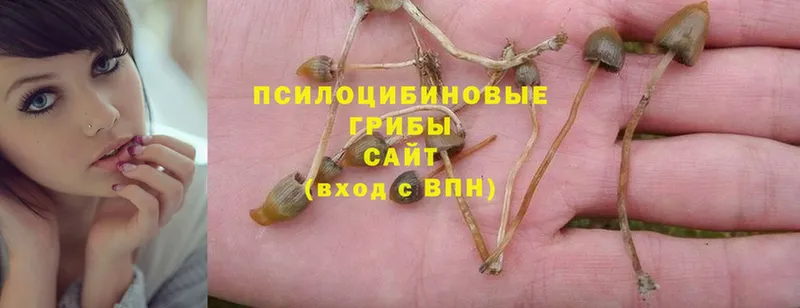 Псилоцибиновые грибы Psilocybe  mega сайт  Лукоянов 